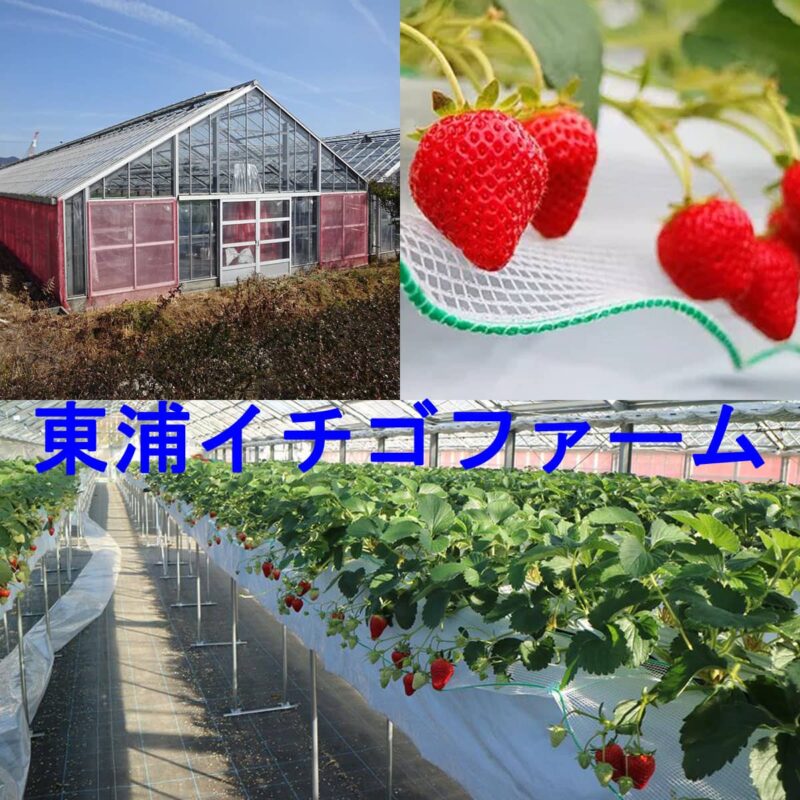 東浦イチゴファーム 淡路島でおすすめ観光農園 アワタビ 東浦イチゴファーム 淡路島でおすすめ観光農園 アワタビ