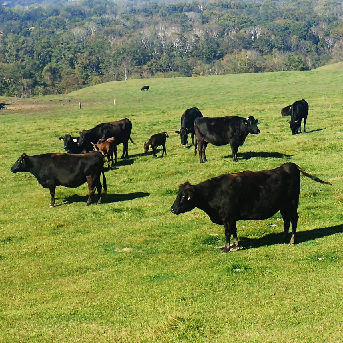 淡路島で神戸ビーフの素牛となる子牛価格が急落 新型コロナウイルスの影響で アワタビ