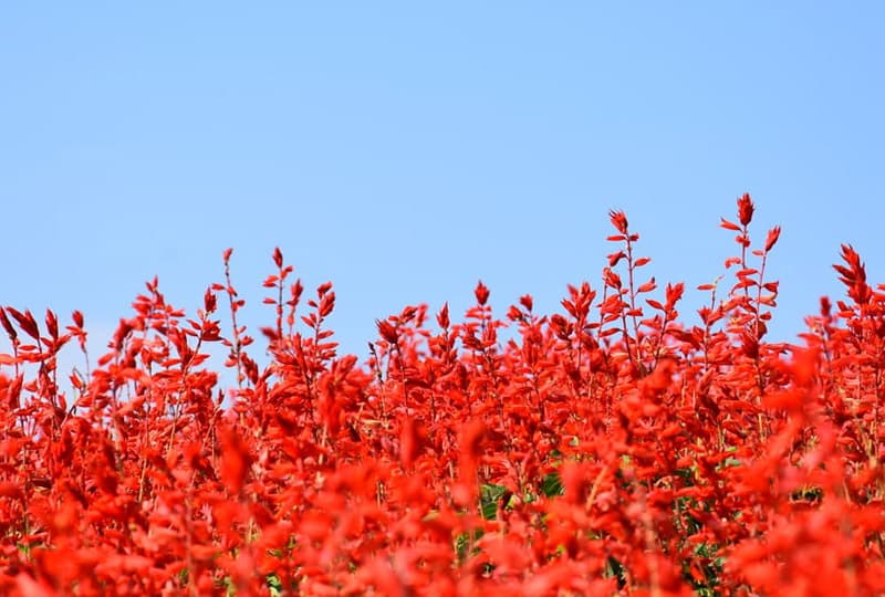 サルビアが見頃 あわじ花さじき アワタビ