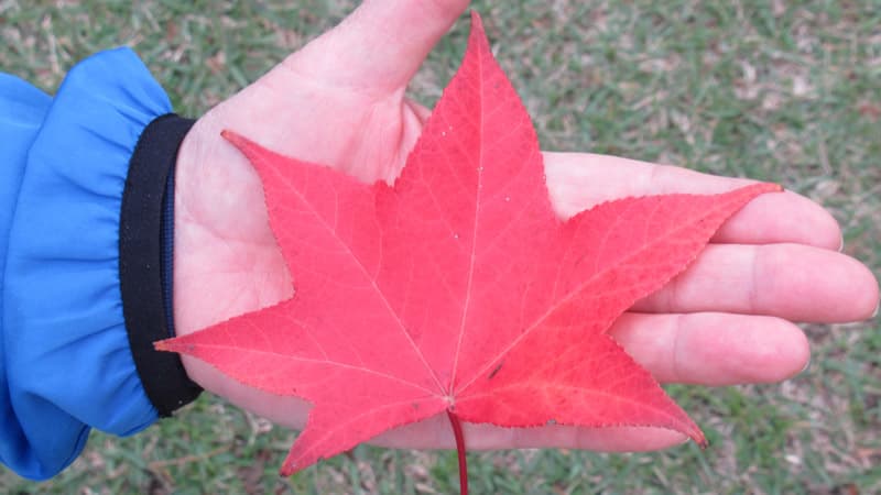 手の平サイズ紅葉