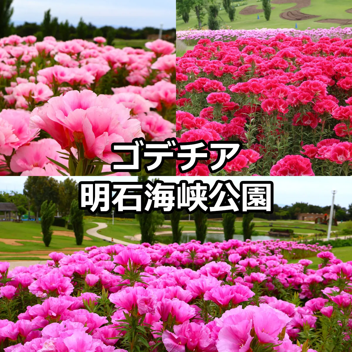 ゴデチアが見頃 明石海峡公園