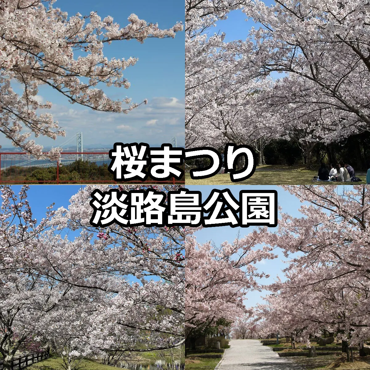 桜まつり 兵庫県立淡路島公園