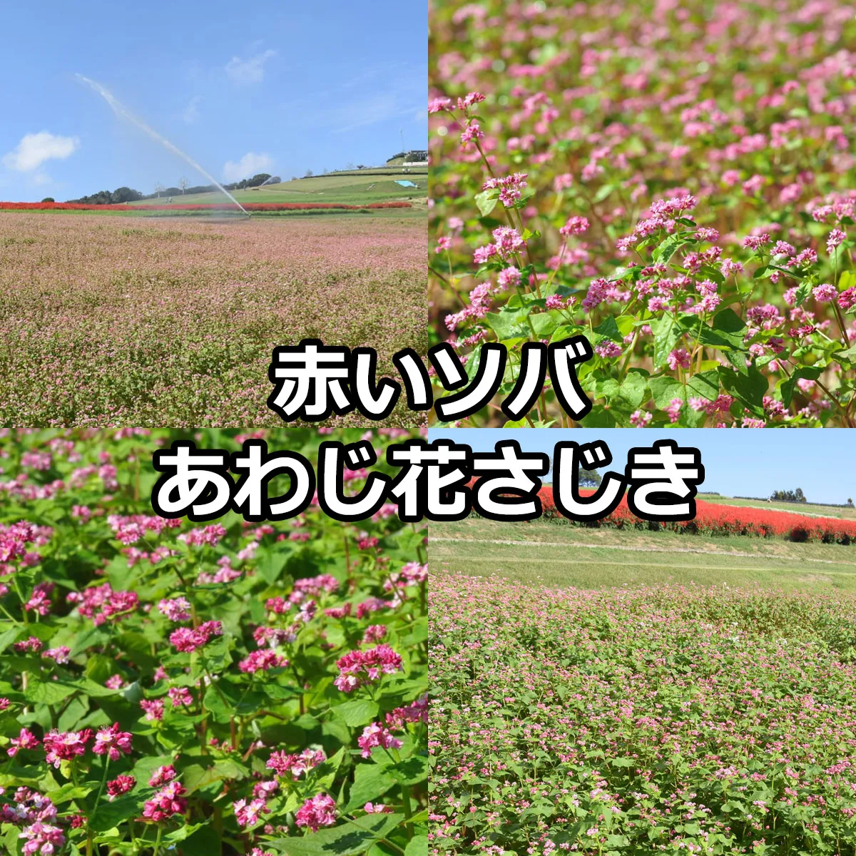 赤いソバ あわじ花さじき