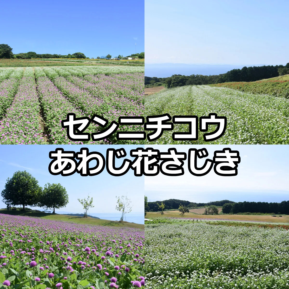 センニチコウが見頃 あわじ花さじき