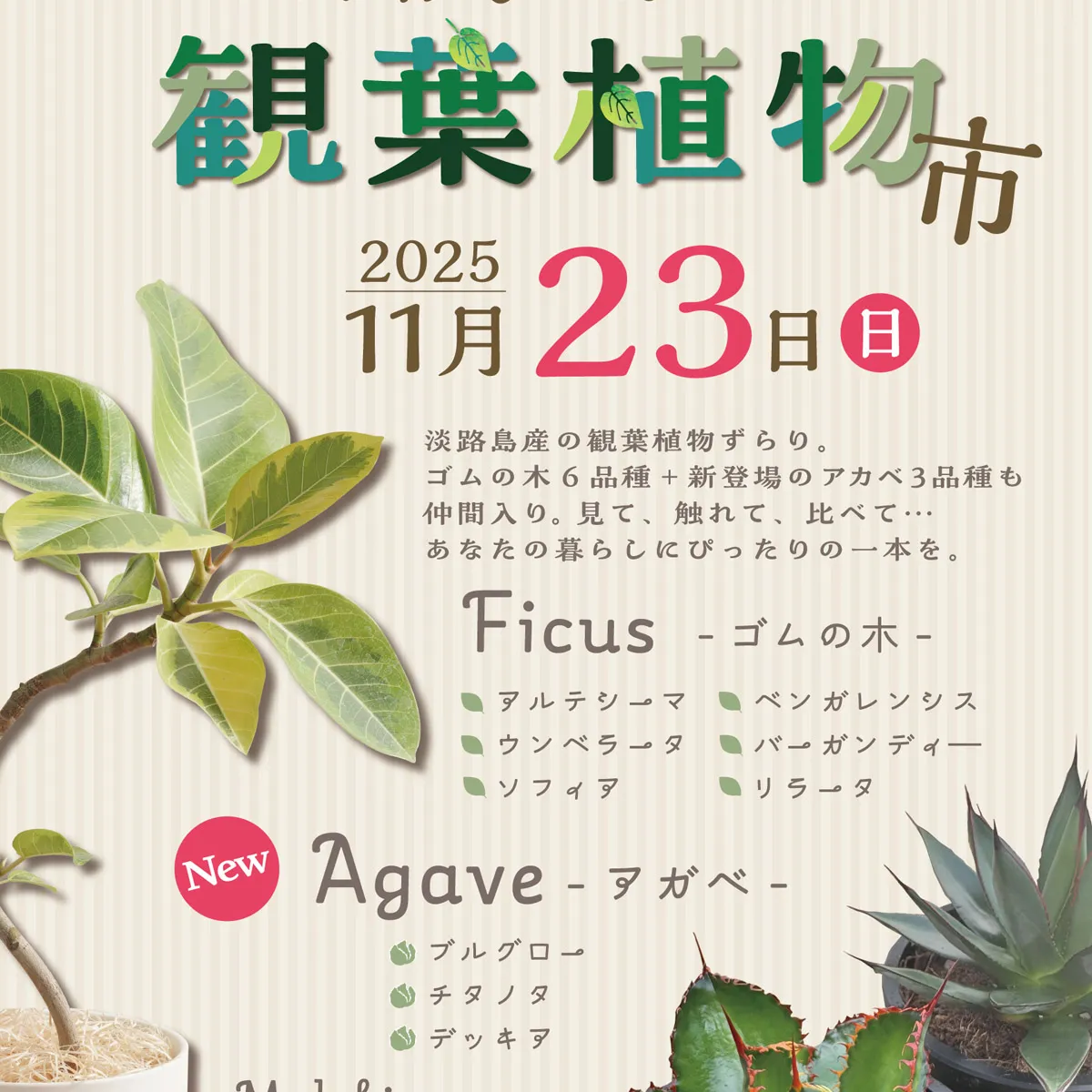 観葉植物市 ワステップ淡路島